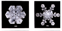 Early images of snowflakes. Image: Wilson Bentley / Wikimedia Commons