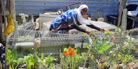 Container gardener Fareda Abrahams grows vegetables in her small Mitchell’s Plain garden. (Photo: Soil for Life)