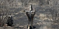 A group of wildebeests standing in one of the areas that burned during the almost two-week fire in the Etosha National Park, Namibia. (Photo: Ernst Calitz)