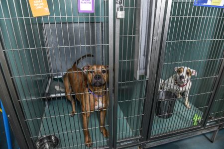 Dog owners consider spending $50,000 on cloning, inspired by Milei