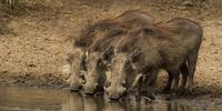 3 little pigs (iMfolozi). Photographer: George Watson