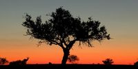 Dusk. Photographer: Casey Austi