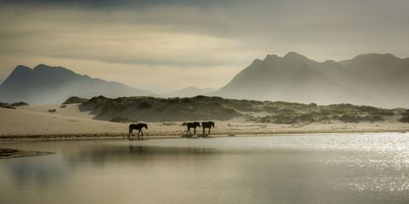 Under-threat Cape wild horses returned to their wetland home