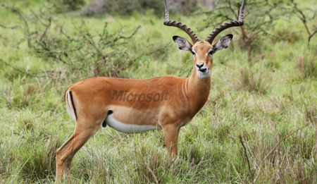 Op-Ed: The conservation sponsorships of the future?