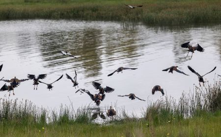Kaalfontein wetland under pressure as housing needs collide with environmental protection