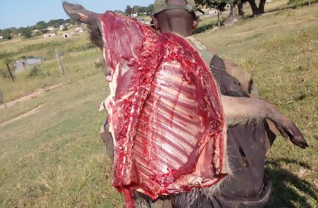 Shades of grey — why wildlife crime is proving complicated and hard to beat