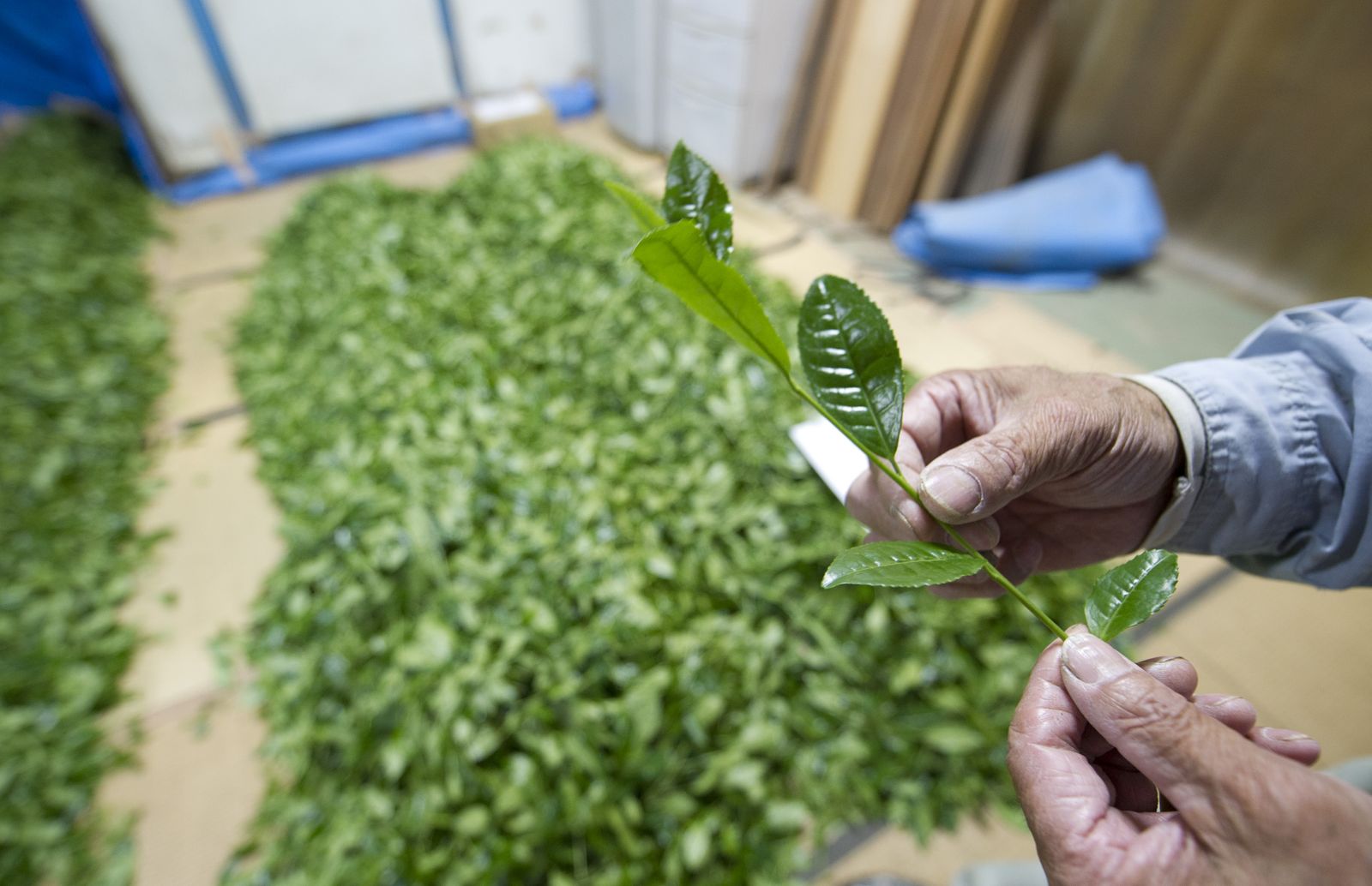 Matcha tea: what the evidence says about its health benefits