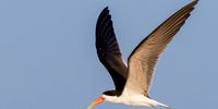 The African skimmer is an intra-African migrant, moving south to breeding areas like the Zambezi and Okavango rivers during the dry season and returning north with the rainy season. Its distribution extends from Senegal in the west to Ethiopia and Mozambique in the east, and south to northern Namibia and Botswana. (Photo: Sergey Dereliev)