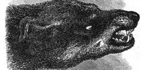 The horse, the hippo and the sulky chimp: Darwin’s contribution to animal sentience