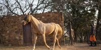 Sandy the horse is one of many other animals rescued by All Hearts Foundation. (Photo: Shiraaz Mohamed)