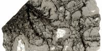 Billion year old microbial structures – the black features within this thin slice of rock are 2.5-billion-year-old microbial structures. This study suggests that the organic matter preserved within this complex microbial community may have been produced by photosynthetic microorganisms. (Image: Andrea Corpolongo)