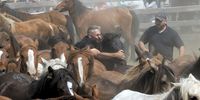 Men hold a wild horse while they attempt to shave its horsehairs during the traditional 'Rapa das Bestas' (lit. Shaving the beasts) in Cedeira, Spain, 04 June 2023. During the weekend, men from the town strive to catch the wild horses in order to shave their hairhorse, and finally all of them are released to the wild on the next Monday.  EPA-EFE/Kiko Delgado