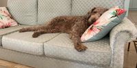 A dog’s life! Image: Anne Heath