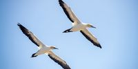 John-Gannet Getaway