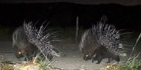 Porcupines make an appearance in the Riviersonderend mountains
