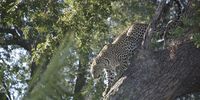 Leopard in Descent. Photographer: Brian Rickard