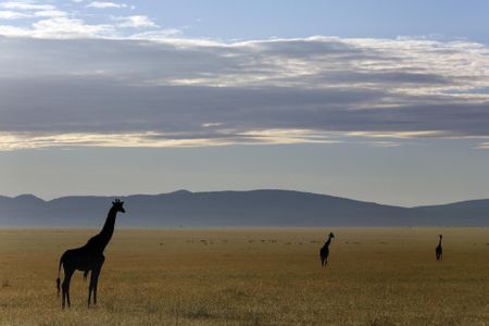 ‘Nonsense’ to say trophy hunting has led to decimation of wild animals in southern Africa