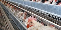 Alarm over battery cage cruelty met with stonewalling while 95% of SA’s laying hens suffer