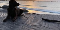 Gandalf, the chocolate lab, contemplating a Paternoster sunset. Image:  Reneé Smit