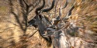 These normally so illusive that they’re simply a blur! Photographer: Peter Strydom