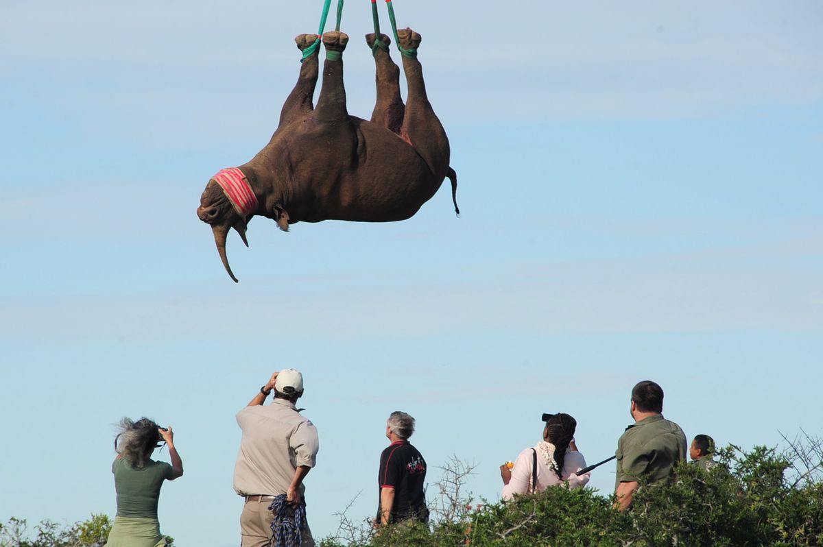 Rhinos: scientists are hanging them upside-down from helicopters – here ...