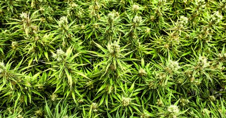 NPA, SAPS and other enemies of the people