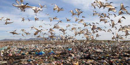 Nature reserve and communities collide in Cape Town’s landfill controversy as Coastal Park nears capacity