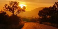 Early one morning in the Kruger National Park. Photographer: Bernadine Everett