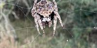 Bark spider taken on a game walk Mkuze Game Reserve, KZN. Image: Larissa Sparg