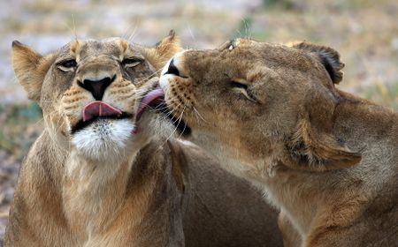 Mpumalanga moves to shut down captive lion breeding 