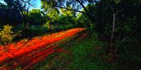 Dawn and a dusty road. Taken just after the sun rose at Elements Private Golf Estate in Bela Bela on the 29th April 2022. Image: Stuart Sutcliffe