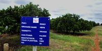 Some of the orchards at the Zebediela Citrus Estate were planted over 30 years ago and are deemed to be less productive as a result of their age. (Photo: Lucas Ledwaba / Mukurukuru Media)