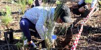 Here a youngster from Steenberg joins in planting indigenous plant species at the Westlake Wetland Conservation Area with BoSSIES, a project of FynbosLIFE (Photo: Kristin Engel)