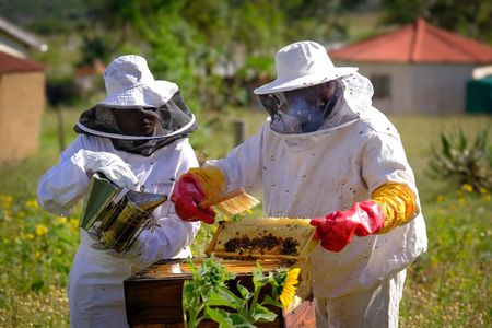 Beekeeping is creating a buzz around economic transformation efforts