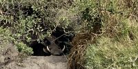 Move on. Nothing to see… Great Plains Conservation