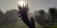 Misty morning Robin Hill far. Salem. Image: Jack McLeod