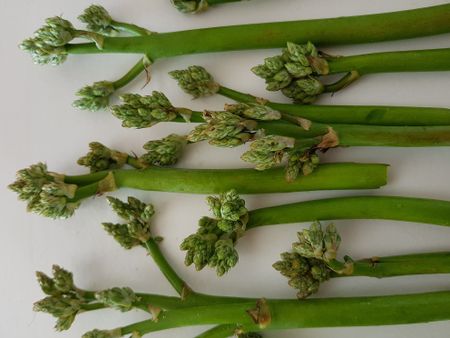 Sandkool & Brakslaai: Indigenous food comes to market