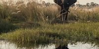 Channel ownership, Okavango Delta