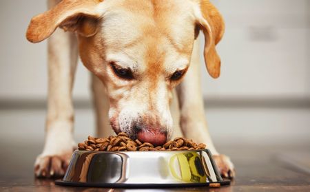 RCL comes clean on pet food recall after stolen stock reaches retail shelves