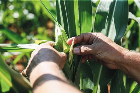 Erratic weather and power pose risk to South Africa summer crop yields 