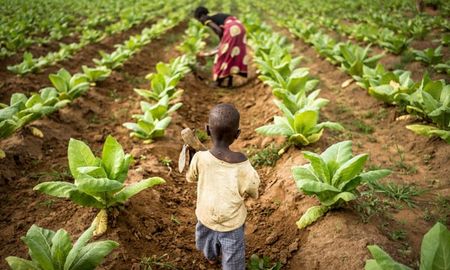 Corporations and communities - is Big Tobacco using child and forced labour in Malawi?