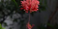 Spider Hibiscus (Hibiscus schizopetalus) after rain.