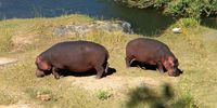 Hippo at the Olifants River, Kruger National Park.