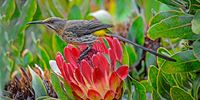 Cape Sugar Bird. Image: Quix Quicke