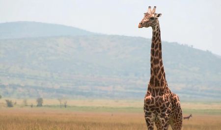 Elite hunting and smuggling syndicate threatens Tanzania’s Masai giraffe