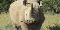 Close up with a black Rhino in the Eastern Cape.