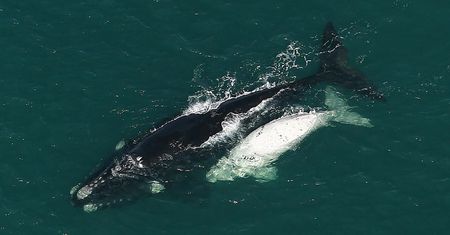 South Africa conspicuous by its absence from International Whaling Commission meeting