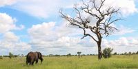 Another day in the Kruger. Photographer: Glen Carrie