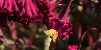 Farmer harvests cockscomb flowers in Kashmir