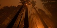 CALIFORNIA HOT SPRINGS CA - SEPTEMBER 21: The Windy Fire blazes through the Long Meadow Grove of giant sequoia trees near The Trail of 100 Giants overnight in Sequoia National Forest on September 21, 2021 near California Hot Springs, California. As climate change and years of drought push wildfires to become bigger and hotter, many of the worlds biggest and oldest trees, the ancient sequoias, have been killed. The giant trees are among the worlds biggest and live to more than 3,000 years, surviving hundreds of wildfires throughout their lifespans. The heat of normal wildfire of the past helped the trees reproduce but increasing fire intensity can now kill them. A single wildfire, the Castle fire, destroyed as much as 14 percent of all the worlds giant sequoias in 2020.    (Photo by David McNew/Getty Images)